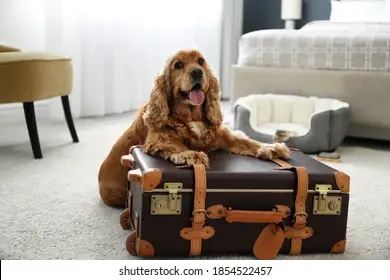 Top Pet-Friendly Resorts